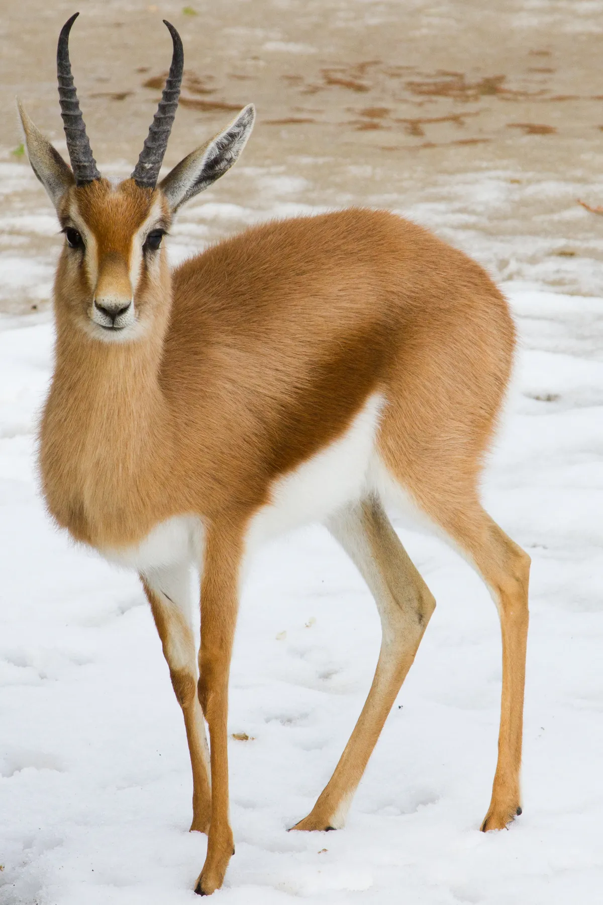 Dorcas Gazelle