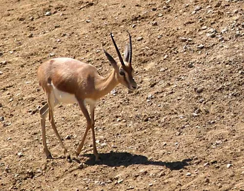 Dorcas Gazelle