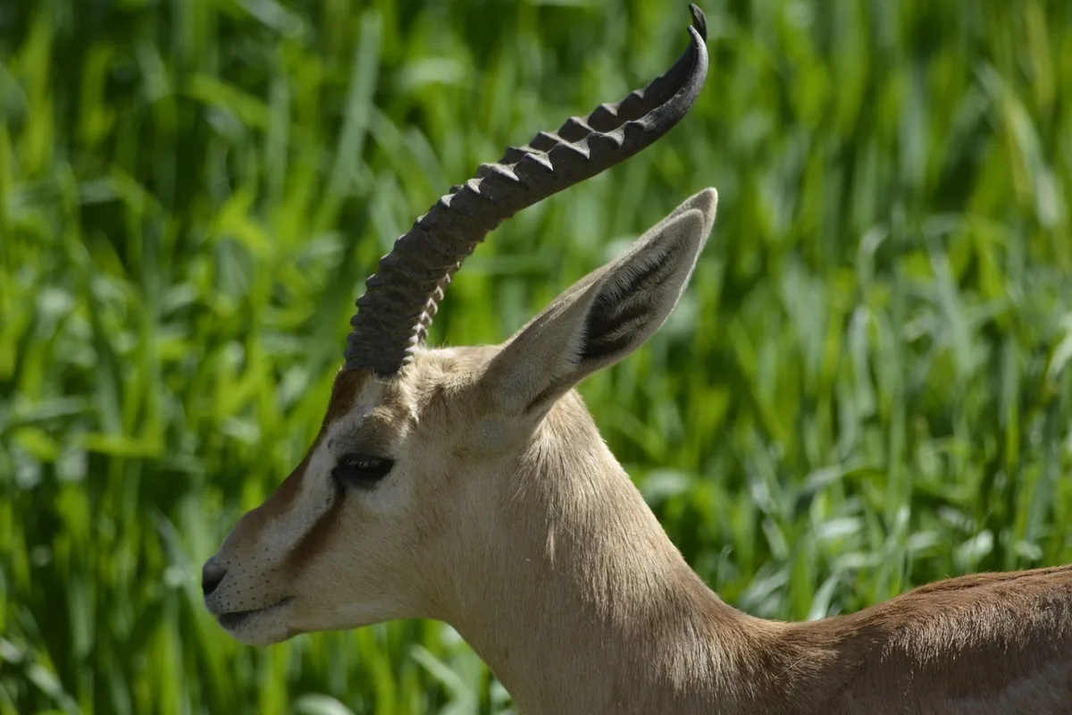 Dorcas Gazelle