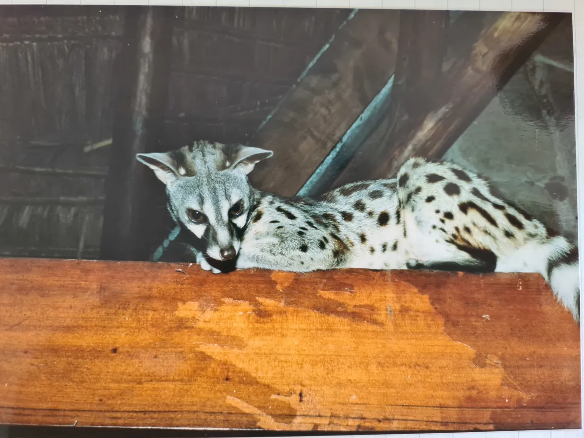 Common Genet