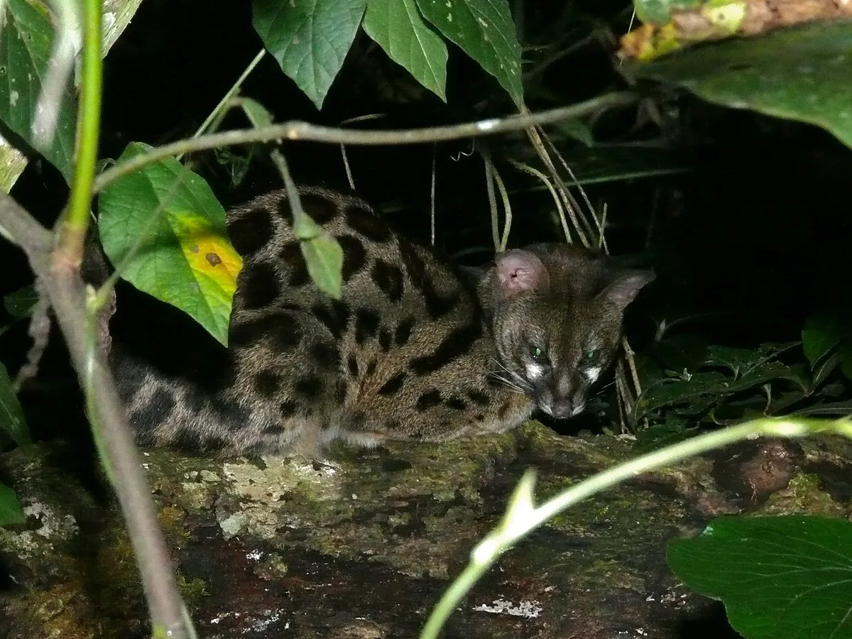 Common Genet