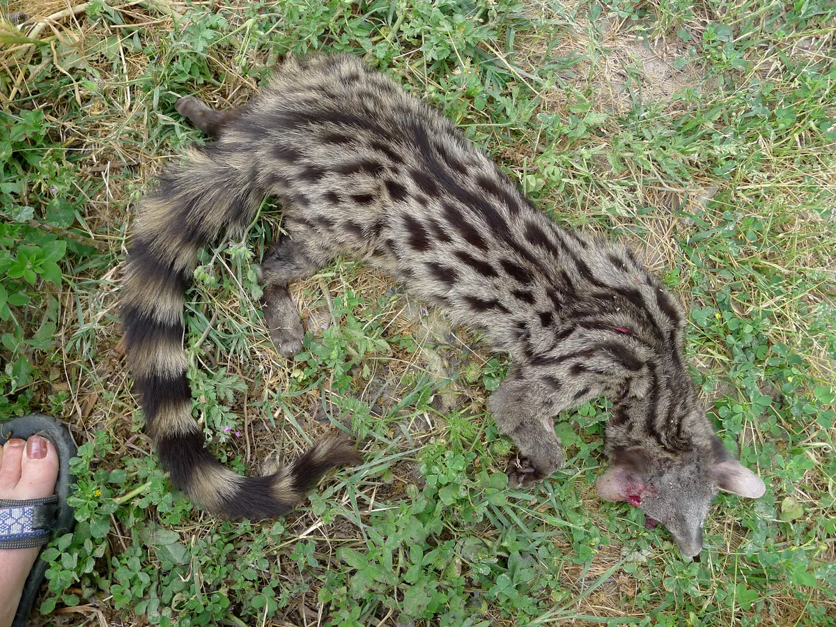 Common Genet