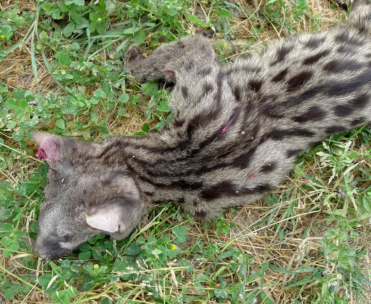 Common Genet