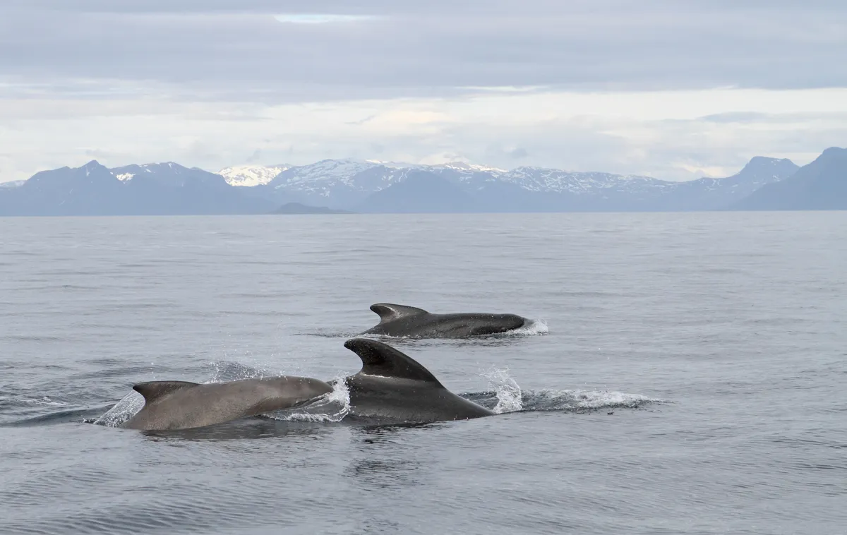 Ballena Piloto de Aleta Larga