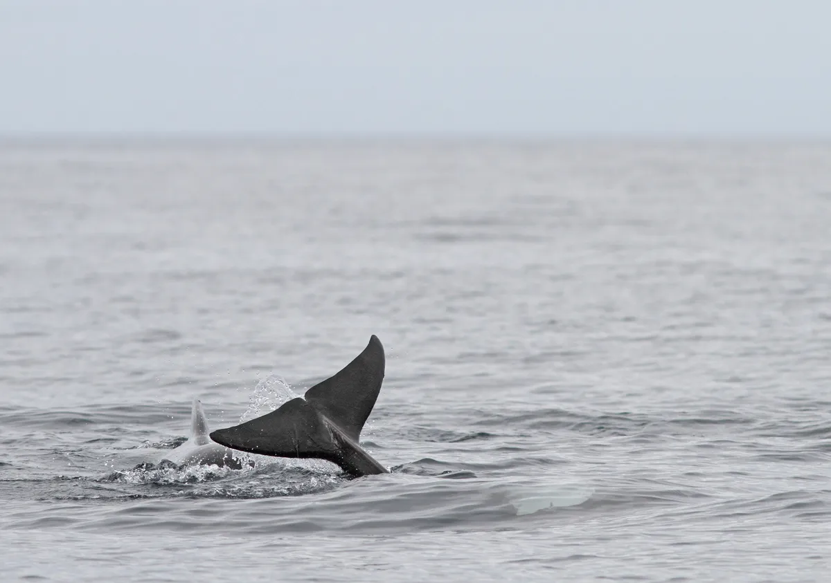 Ballena Piloto de Aleta Larga