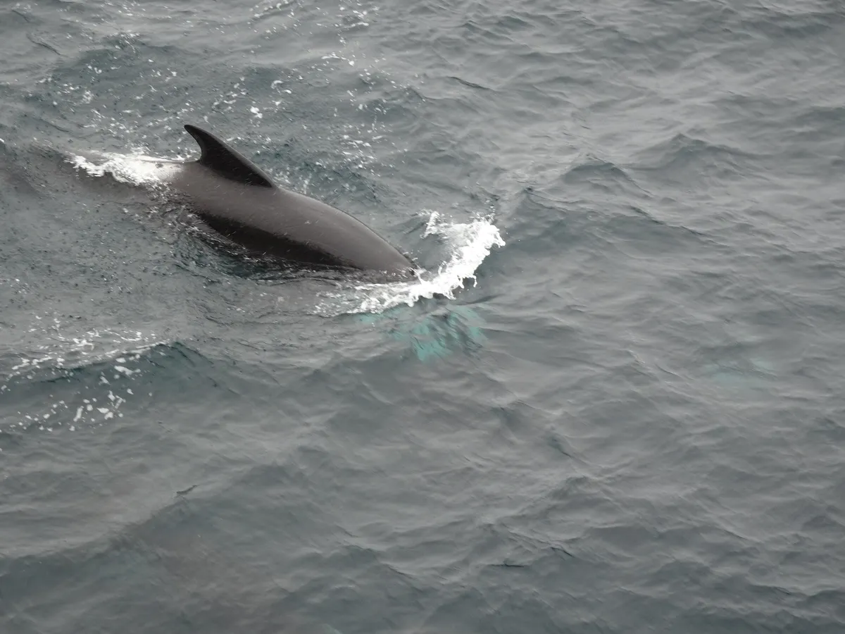 Ballena Piloto de Aleta Larga