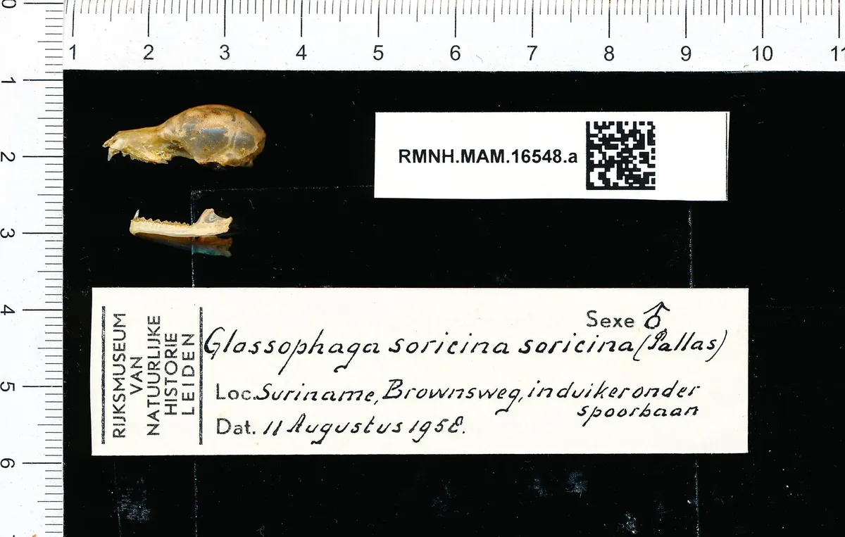 Pallas's Long-Tongued Bat