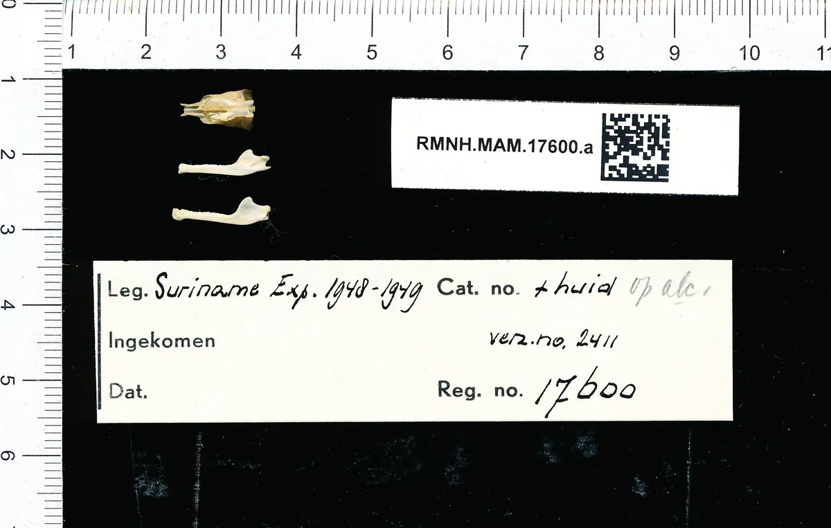 Pallas's Long-Tongued Bat