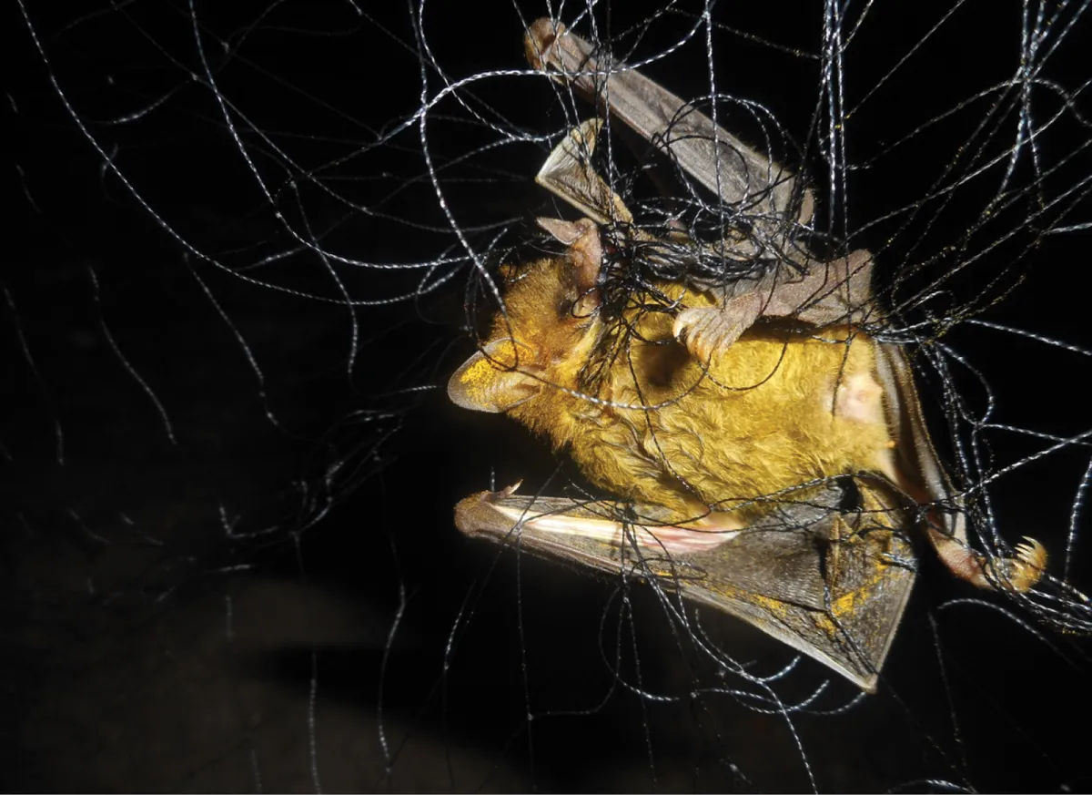 Pallas's Long-Tongued Bat