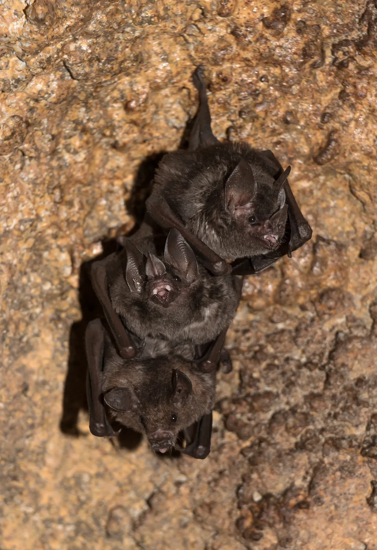 Pallas's Long-Tongued Bat