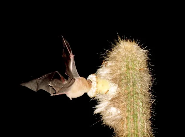 Pallas's Long-Tongued Bat