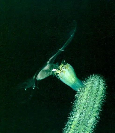 Pallas's Long-Tongued Bat