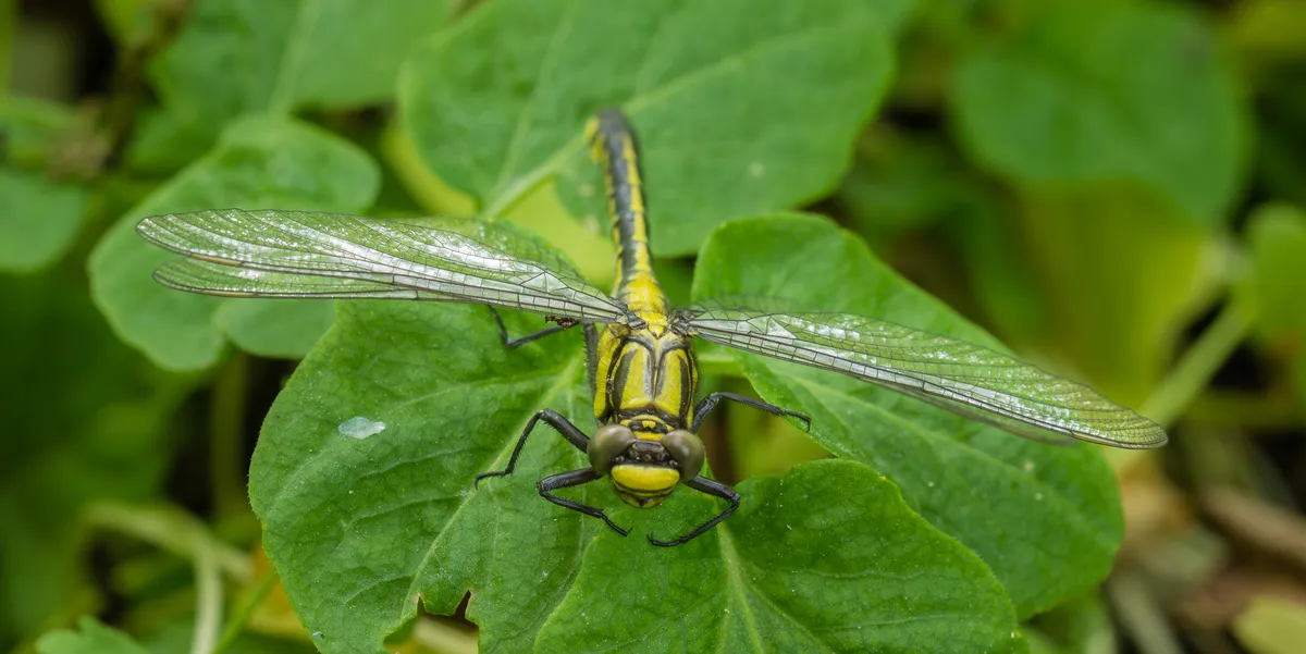Gomphus pulchellus