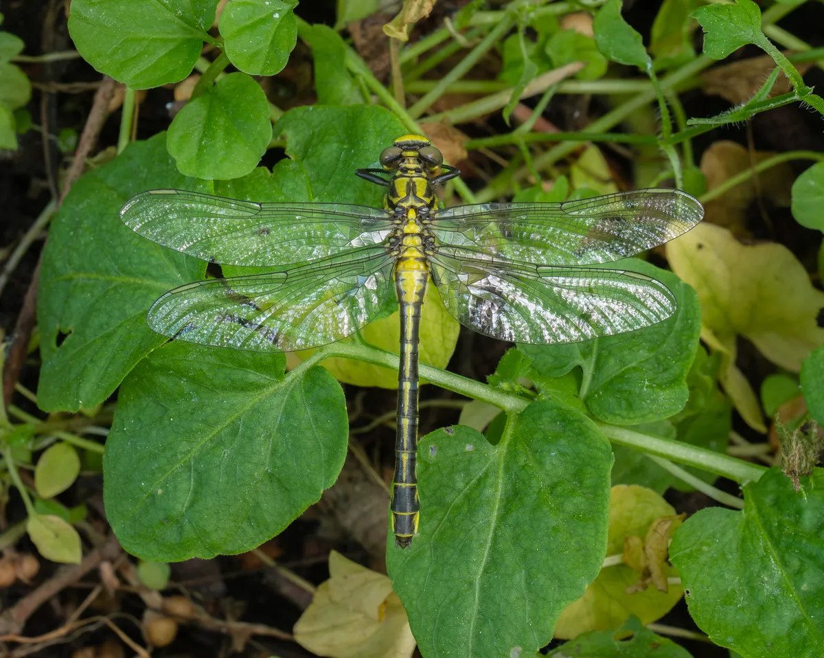 Western Club-tailed Dragonfly