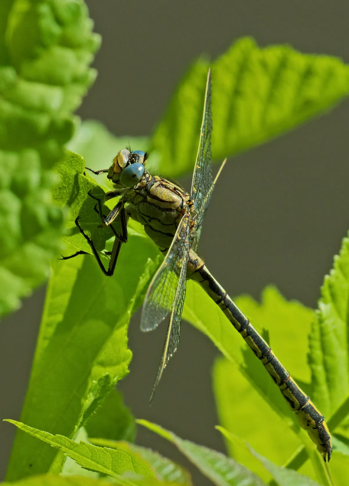 Western Club-tailed Dragonfly