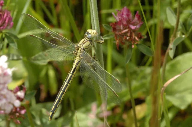 Western Club-tailed Dragonfly