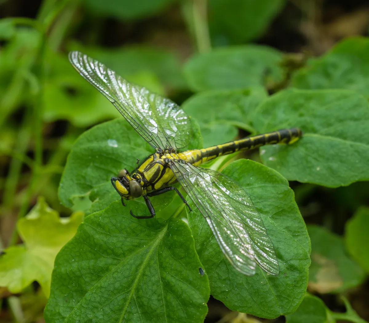 Club-tailed Dragonfly