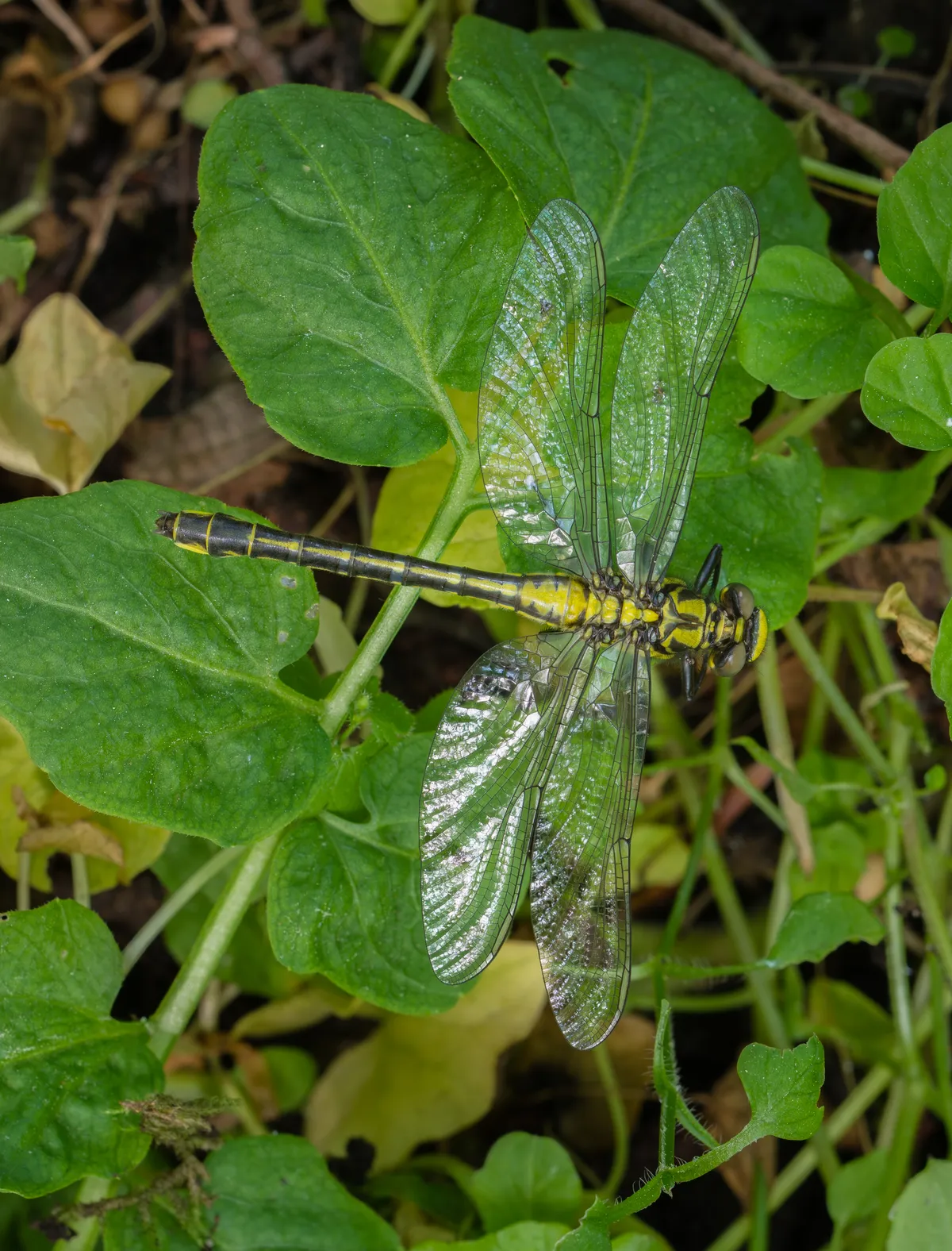 Club-tailed Dragonfly