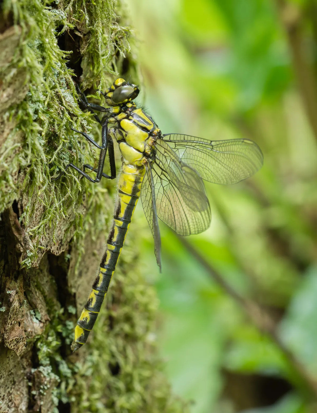 Club-tailed Dragonfly