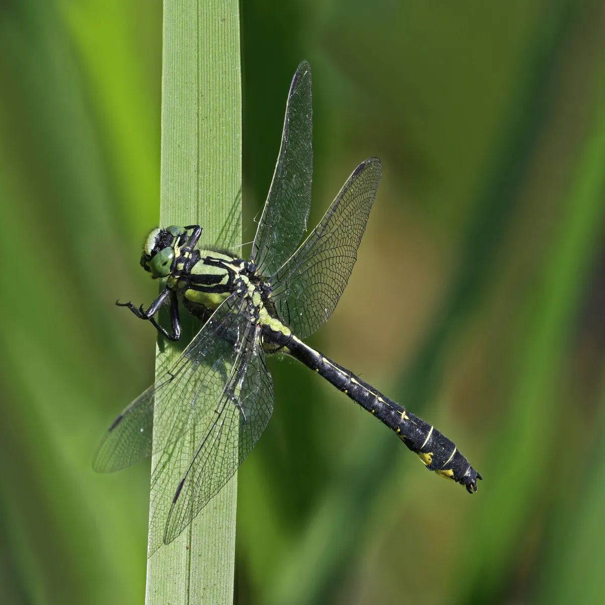 Club-tailed Dragonfly