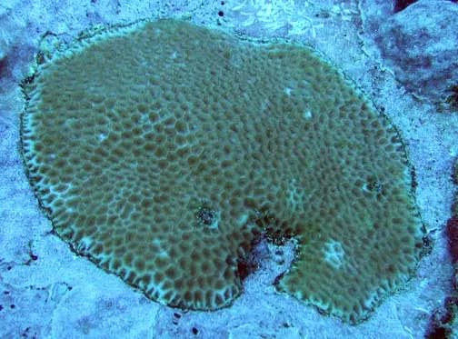 Goniastrea pectinata