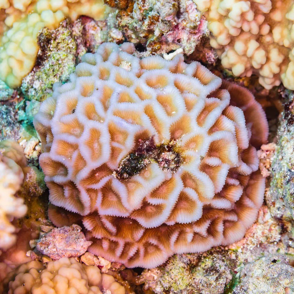 Coral Estrella Menor