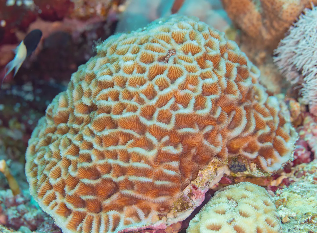 Coral Estrella Menor