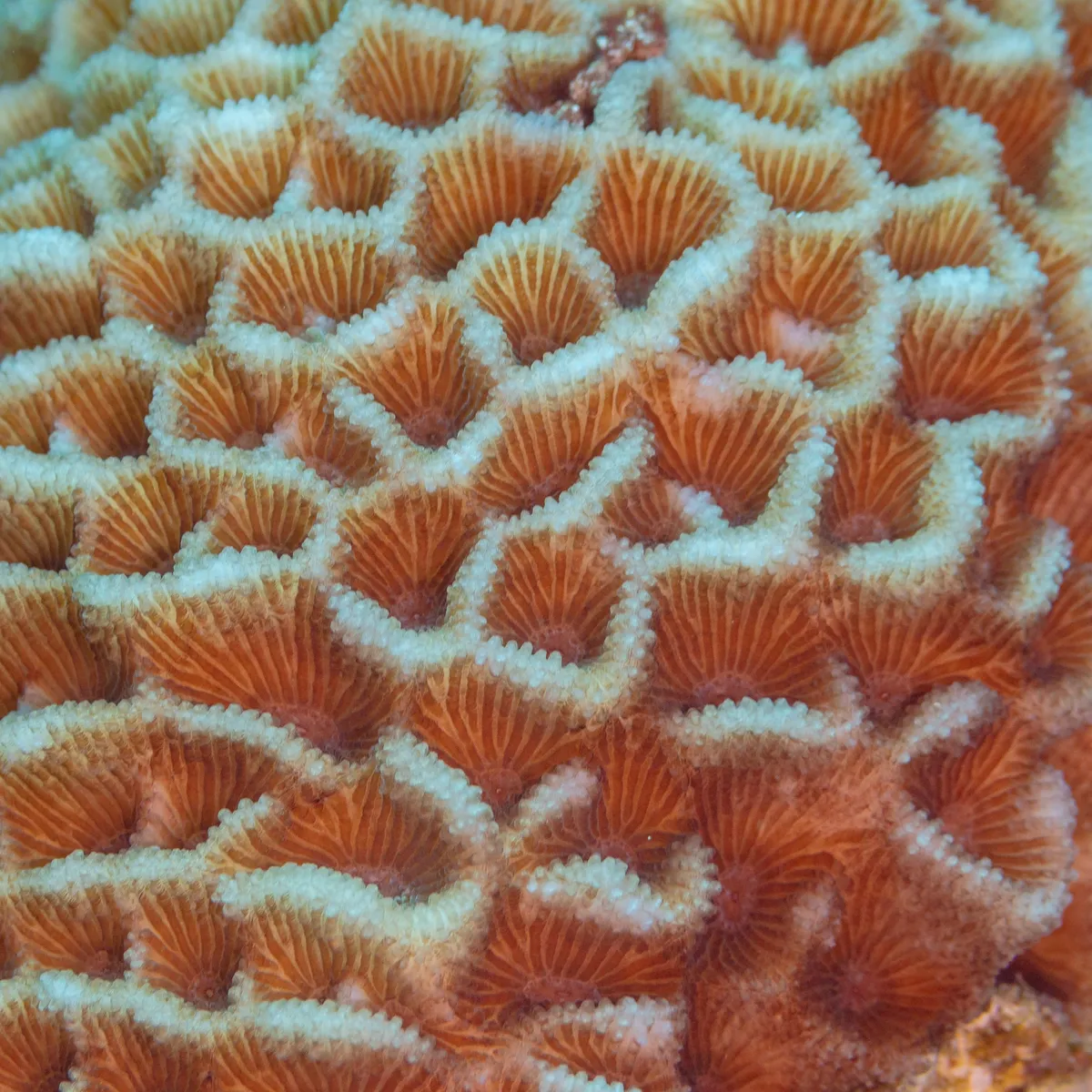 Coral Estrella Menor