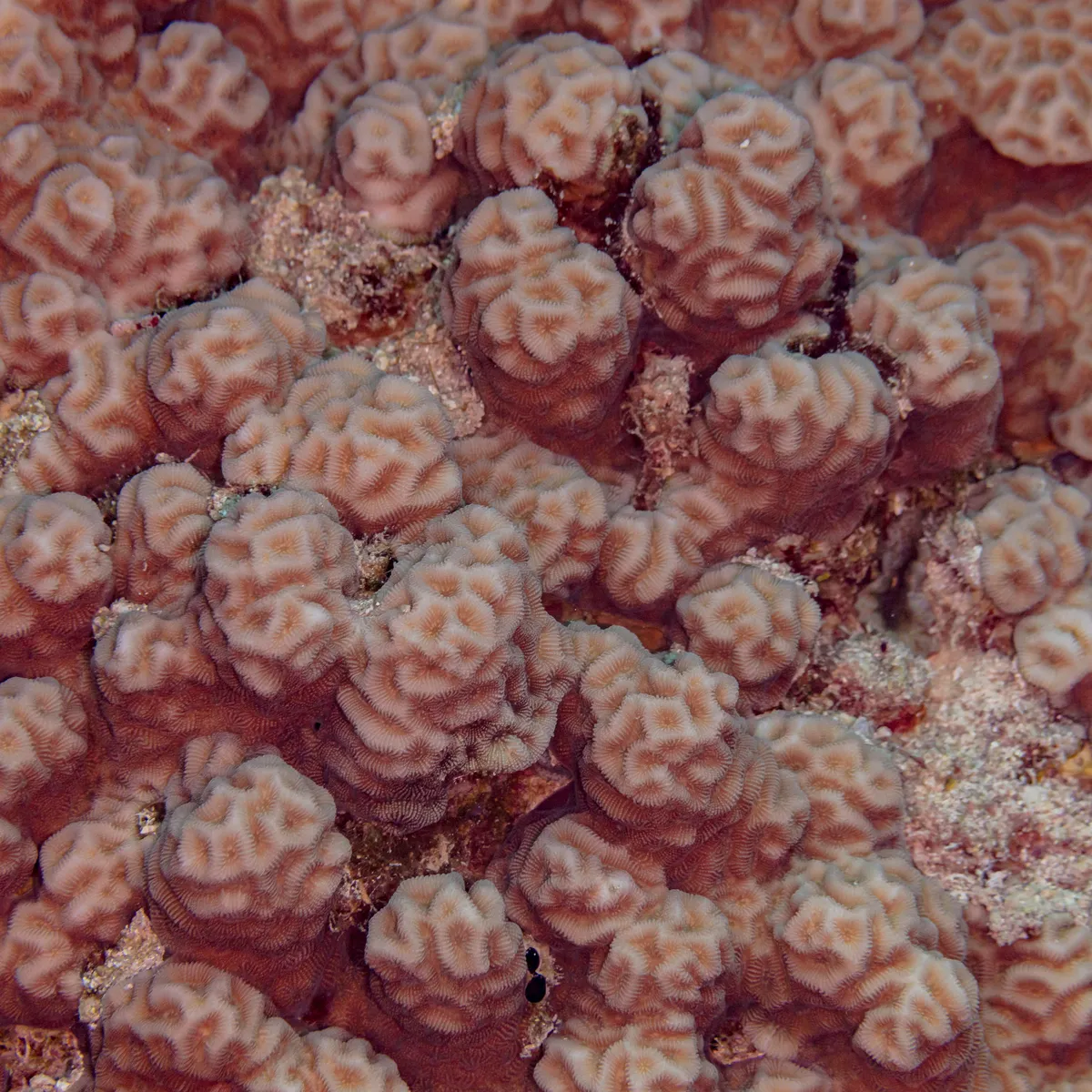 Coral Estrella Menor