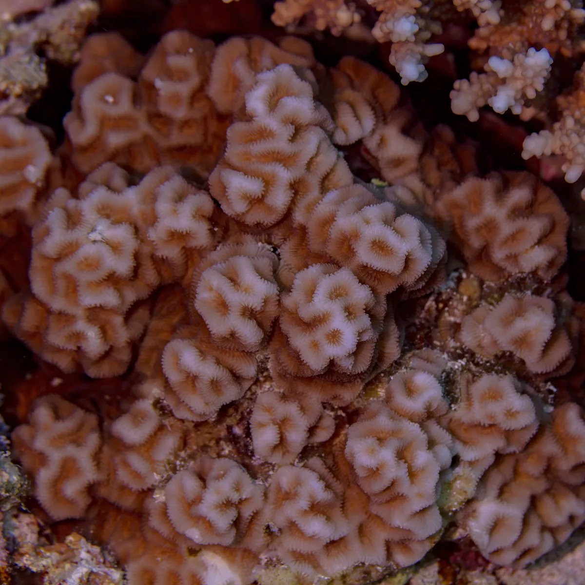 Coral Estrella Menor