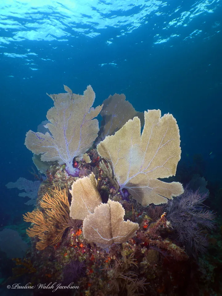 Common Sea Fan