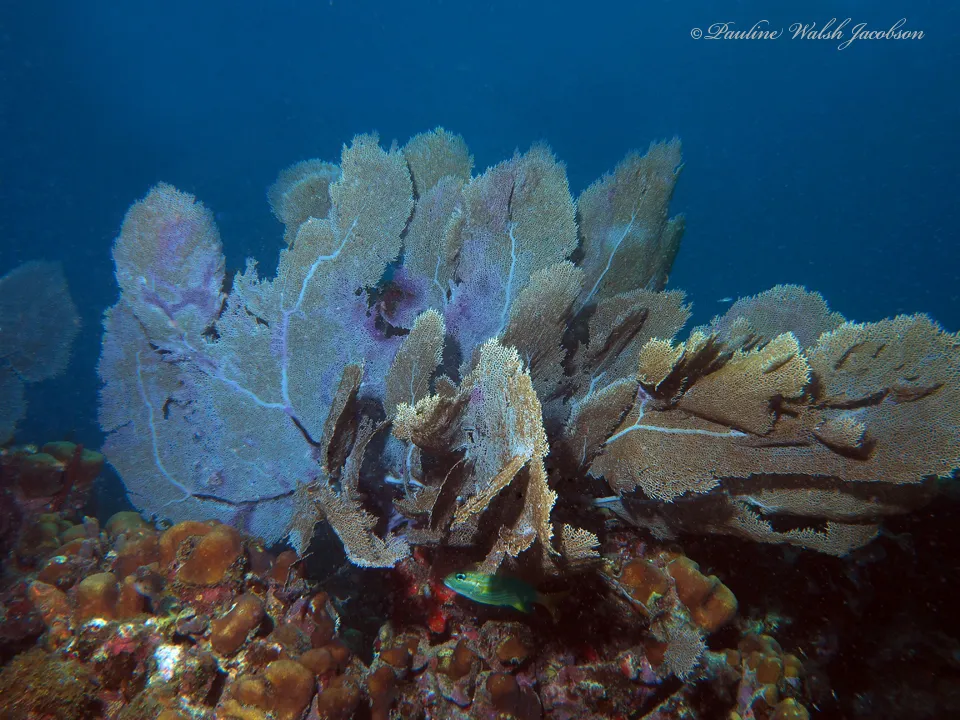Common Sea Fan