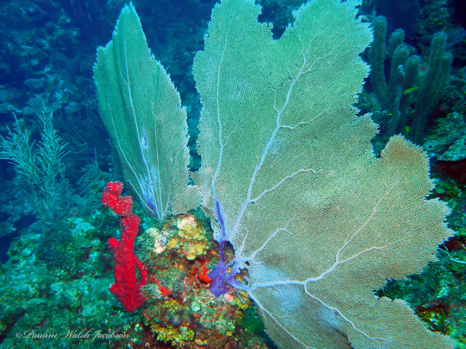 Common Sea Fan