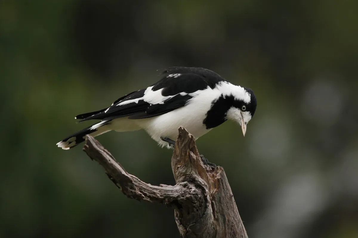 Magpie-lark
