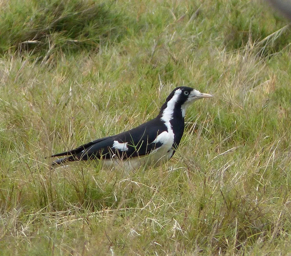 Magpie-lark