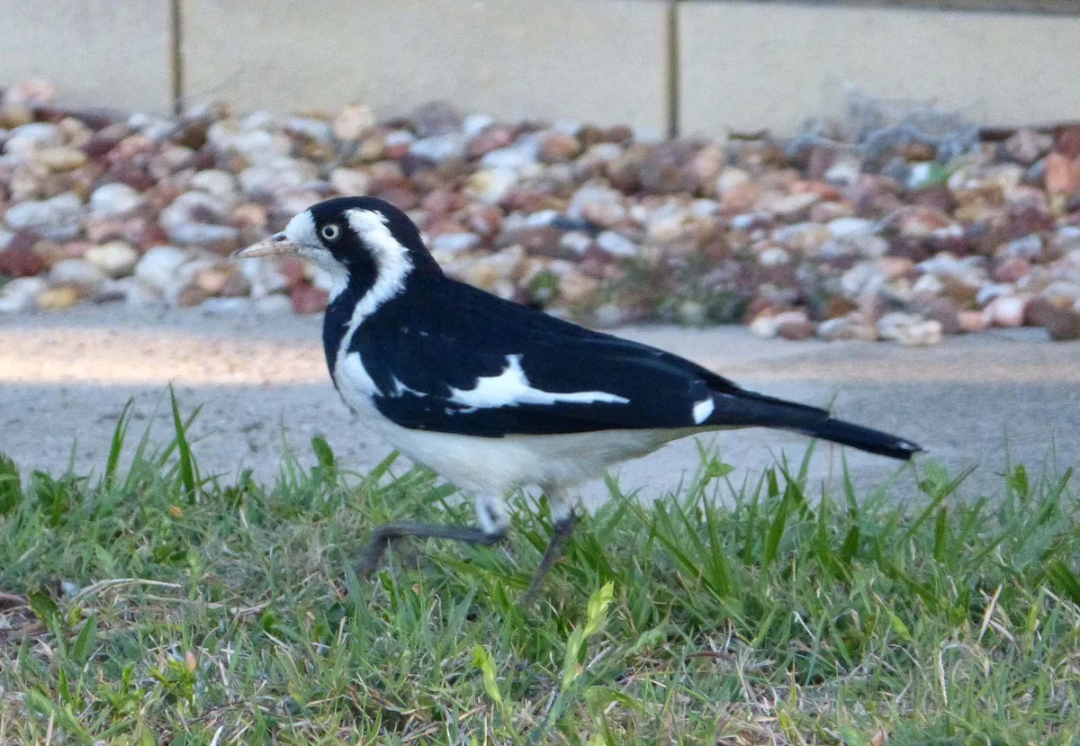 Magpie-lark