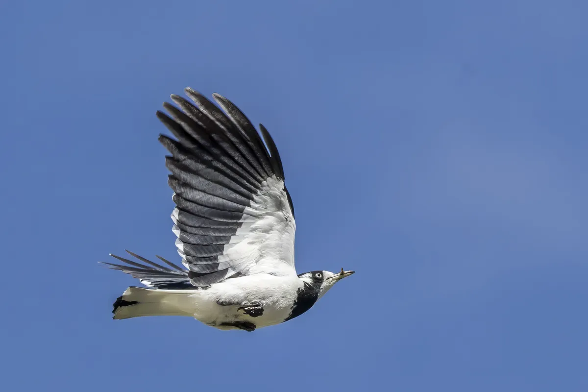 Magpie-lark