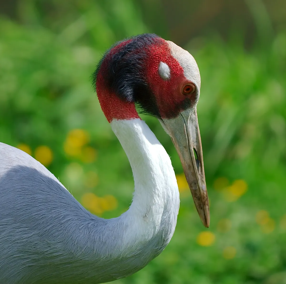 Common Crane