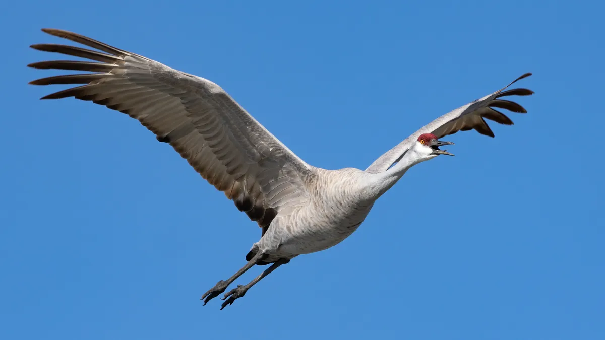 Common Crane