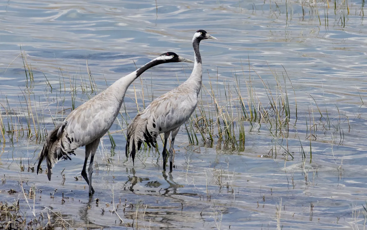Common Crane