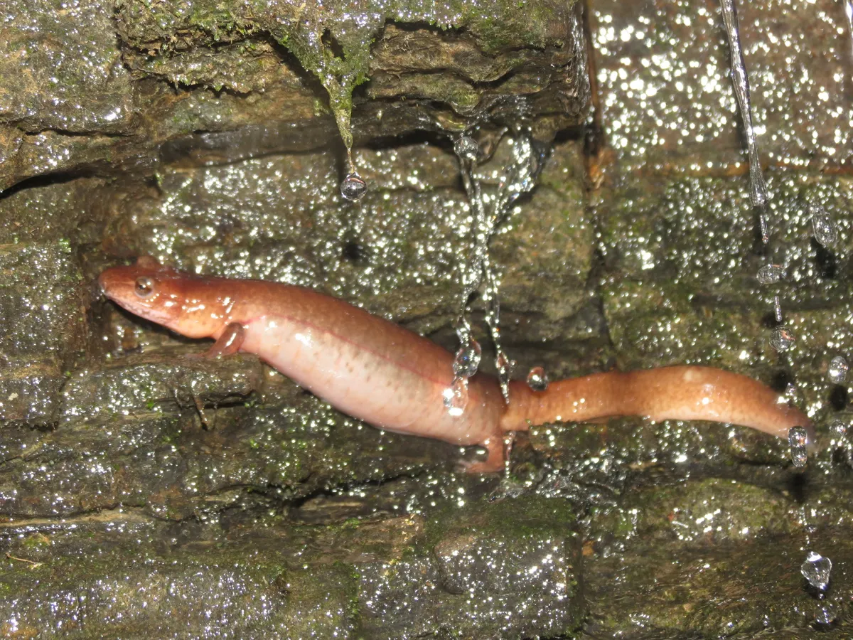 Spring Salamander