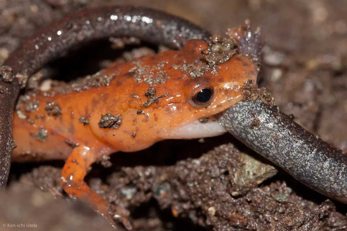 Spring Salamander
