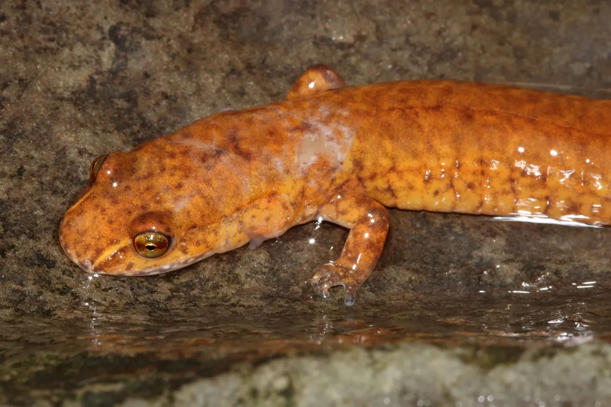 Spring Salamander