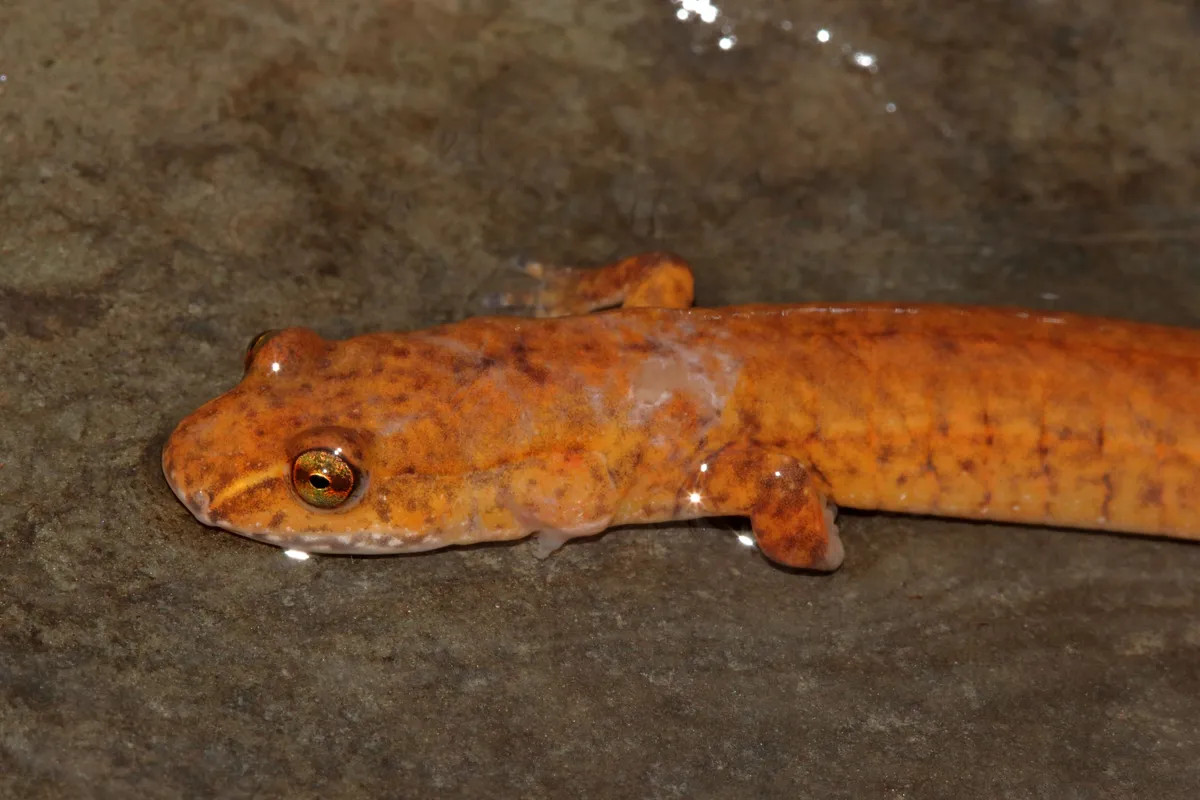 Spring Salamander