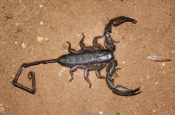 Cave Rock Scorpion
