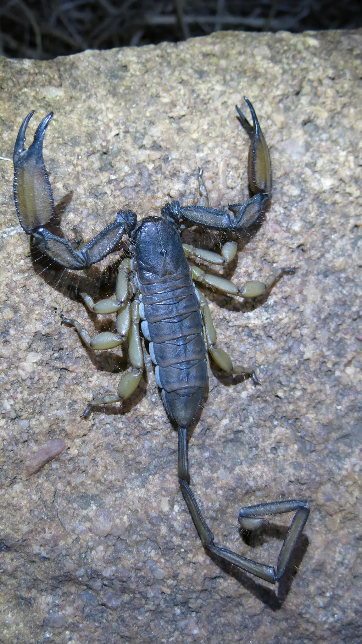 Cave Rock Scorpion