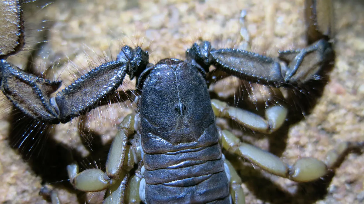 Cave Rock Scorpion