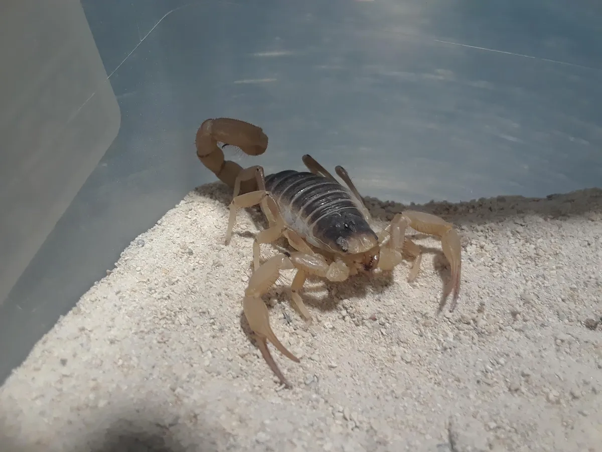 Hadrurus arizonensis