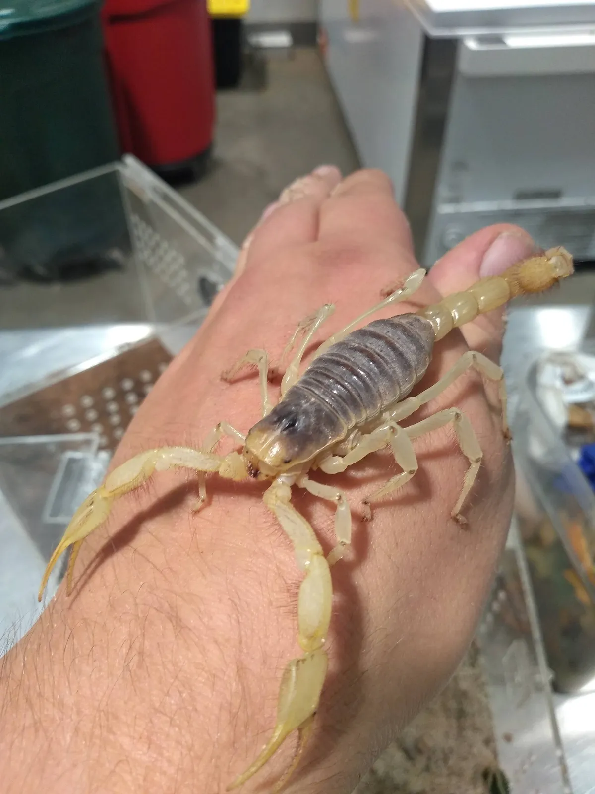 Escorpión Peludo del Desierto