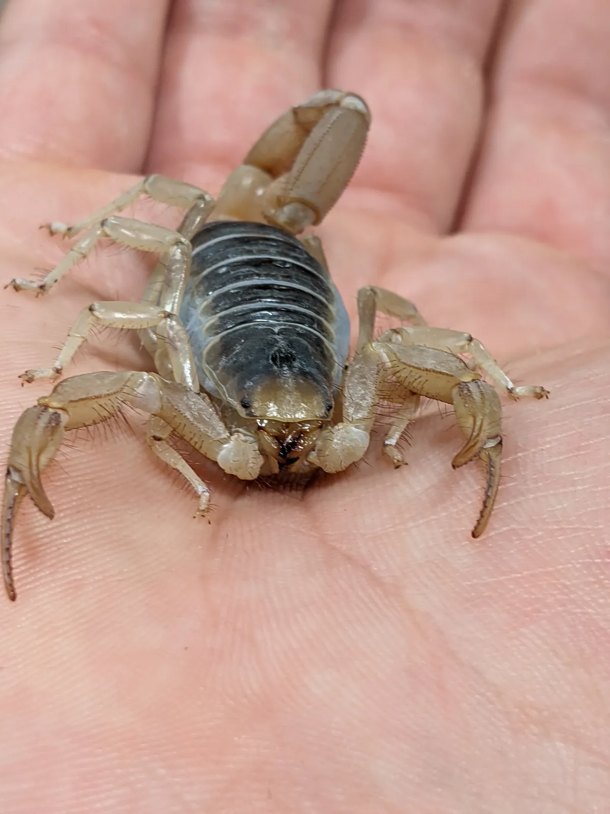Escorpión Peludo del Desierto